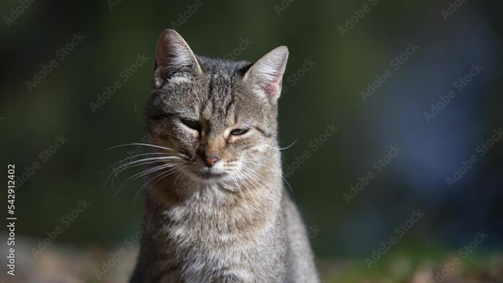 Gray striped cat resting on a sunny autumn day in the garden. Funny home pets. Close up domestic animal. Cat on nature, outdoors Gray striped cat resting on a sunny autumn day in the garden. Funny home pets. Close up domestic animal. Cat on nature, outdoors