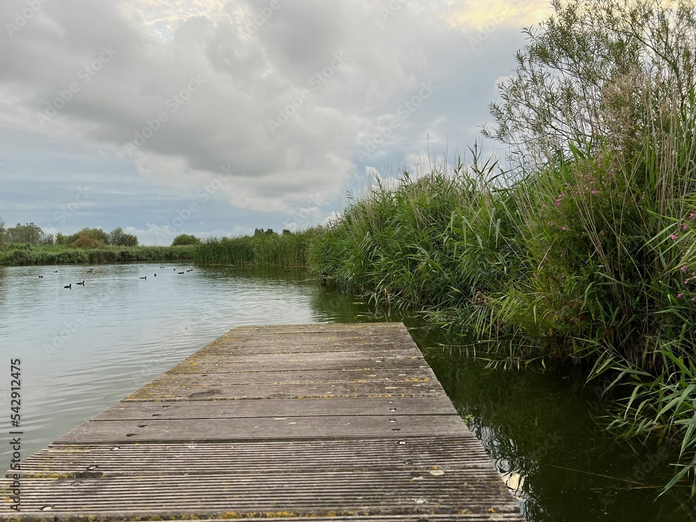 Fototapeta premium Picturesque view of river reeds and cloudy sky