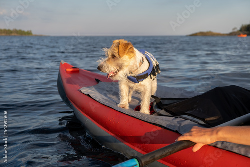 Portrait of a Jack Russell Terrier in a blue life jacket on the bow of a red boat. The dog stands on the background of the lake and the forest. Blur for inscription