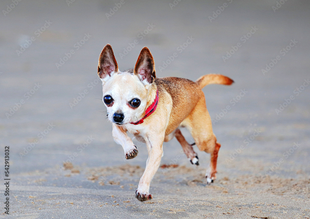 On the beach running chihuahua with red ribbon.