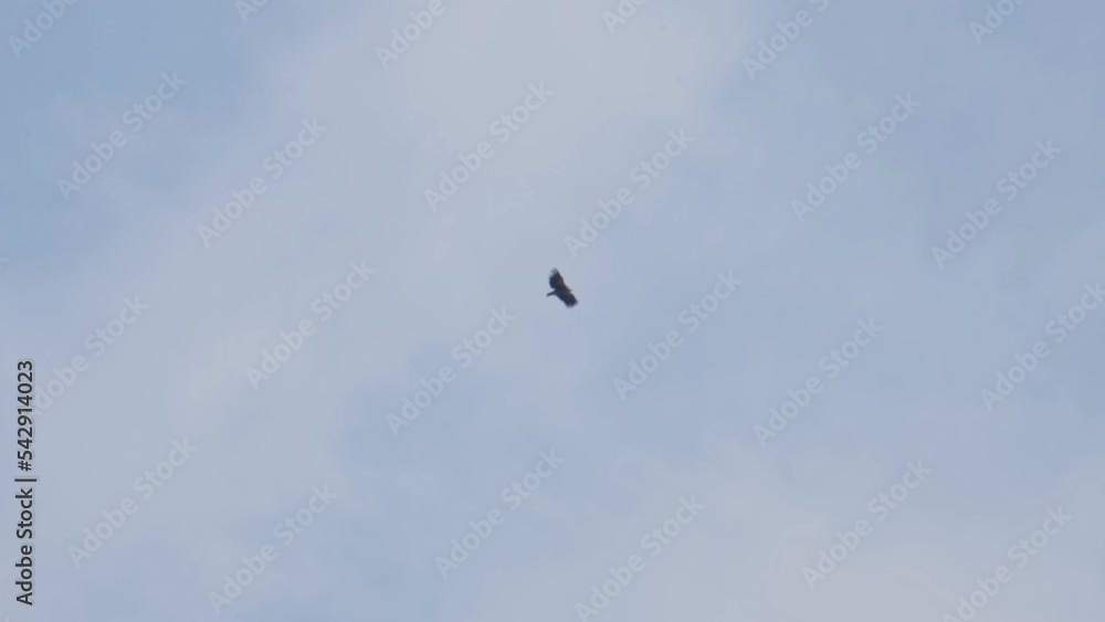 Flying towards the right during a cloudy day, Himalayan Griffon Vulture Gyps himalayensis, Thailand. Flying towards the right during a cloudy day, Himalayan Griffon Vulture Gyps himalayensis, Thailand.