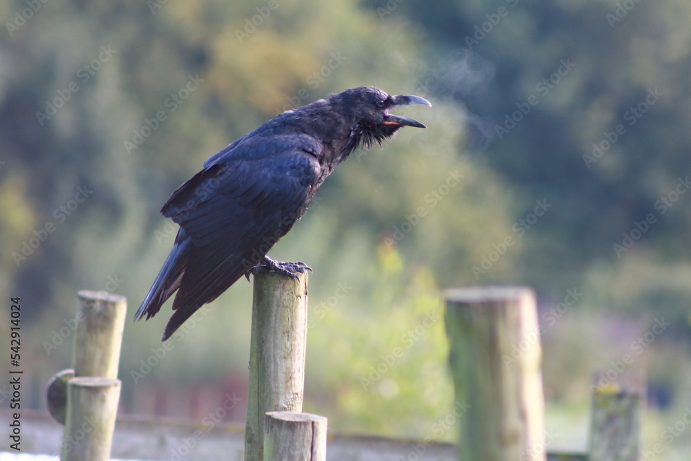 Fototapeta premium A cawing black raven on a pool.