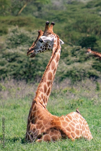 giraffe sitting down in the wild