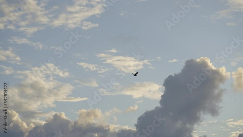 Silhouette Of A Fruit Bat Flying On Beautiful Cloudy Sky. Aerial Tracking Shot photo