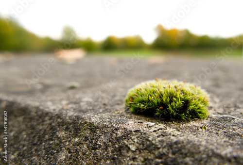 A small clump of moss growing on a weathered concrete wall, with bokeh trees in the background. Short depth of field and selective focus on the front part of the moss.