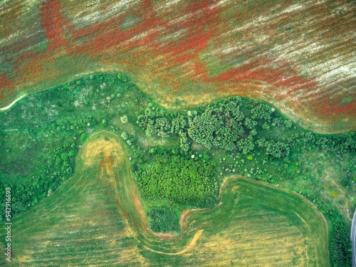 Aerial view of beautiful natural shapes and textures. Beautiful pattern created by flowers taken from above.