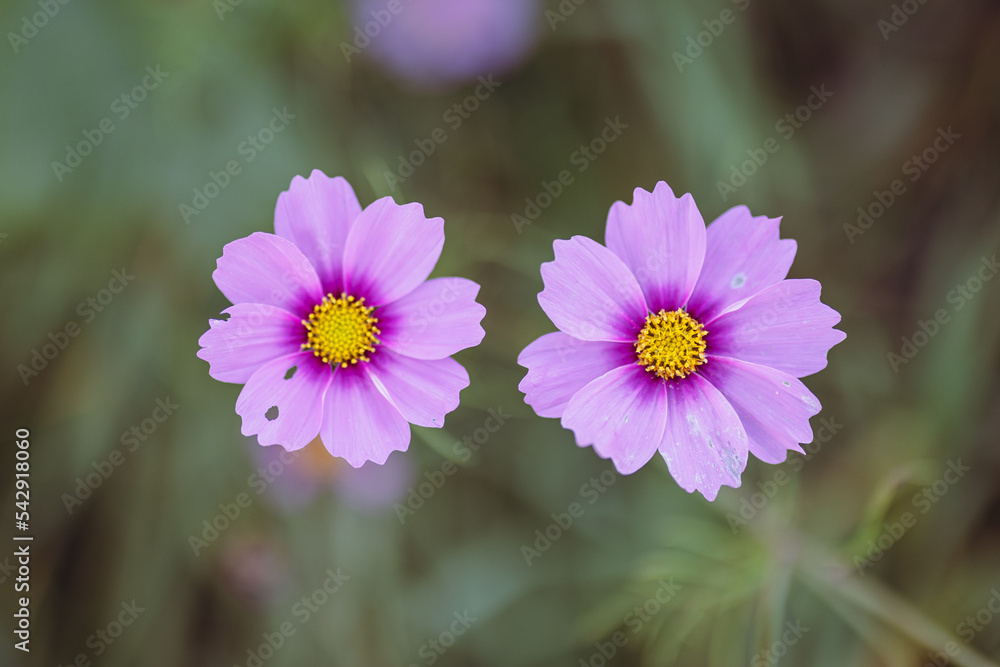 Fototapeta premium Pinke Blumen im Feld
