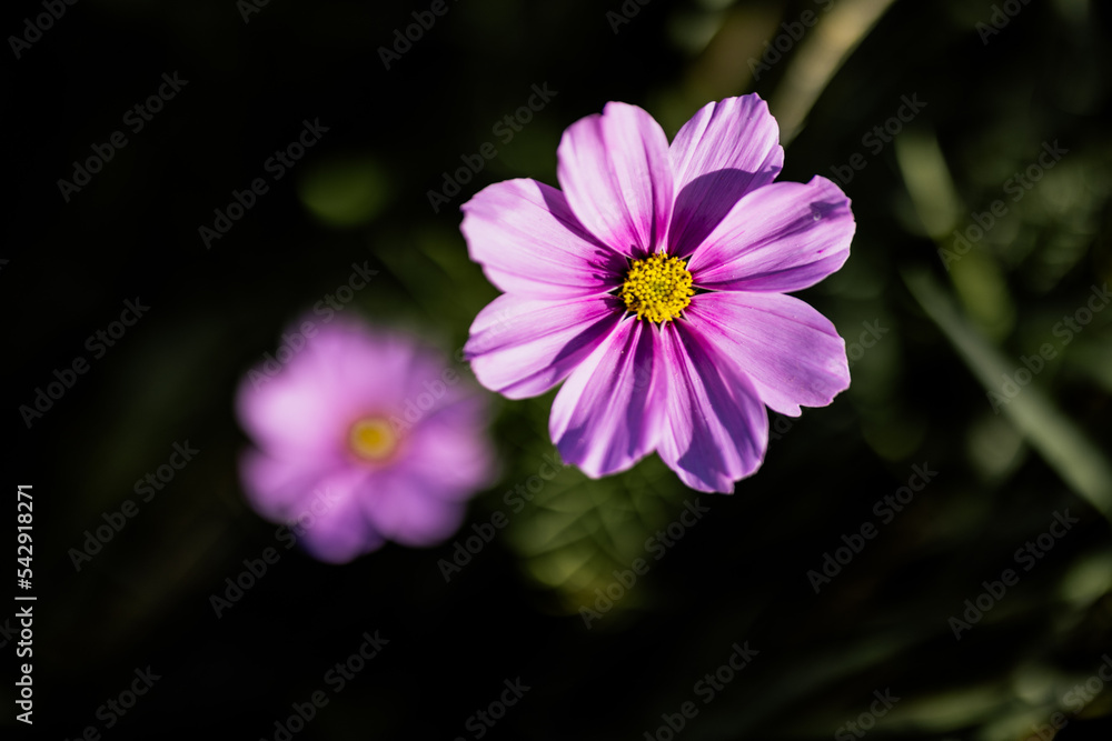 Pinke Blume im Feld