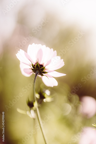 Pinke Blume im Feld © Bianca