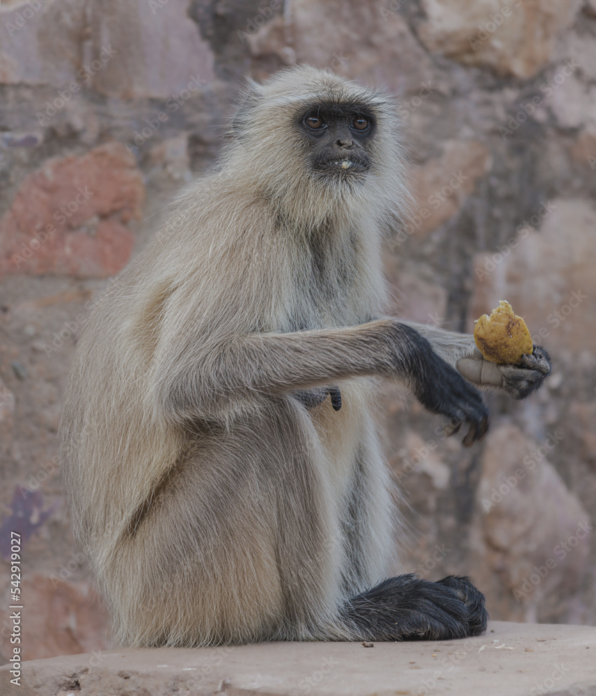Fototapeta premium portrait of a Langur Monkey