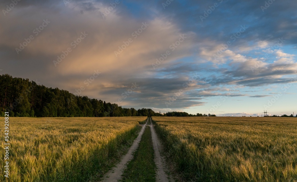 summer sunset landscape overlooking the road