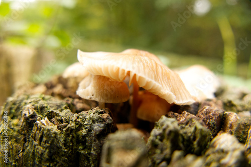 A small clump of wild toadstools (type unknown), white-beige in color, growing on the top of a rotting weathered wooden post