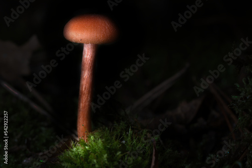 Orange filigree mushrooms in moss on forest floor. Macro view from the habitat.