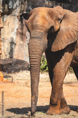 Closeup of senior elephant ...