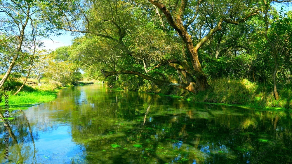 Fototapeta premium 長野県安曇野 清流