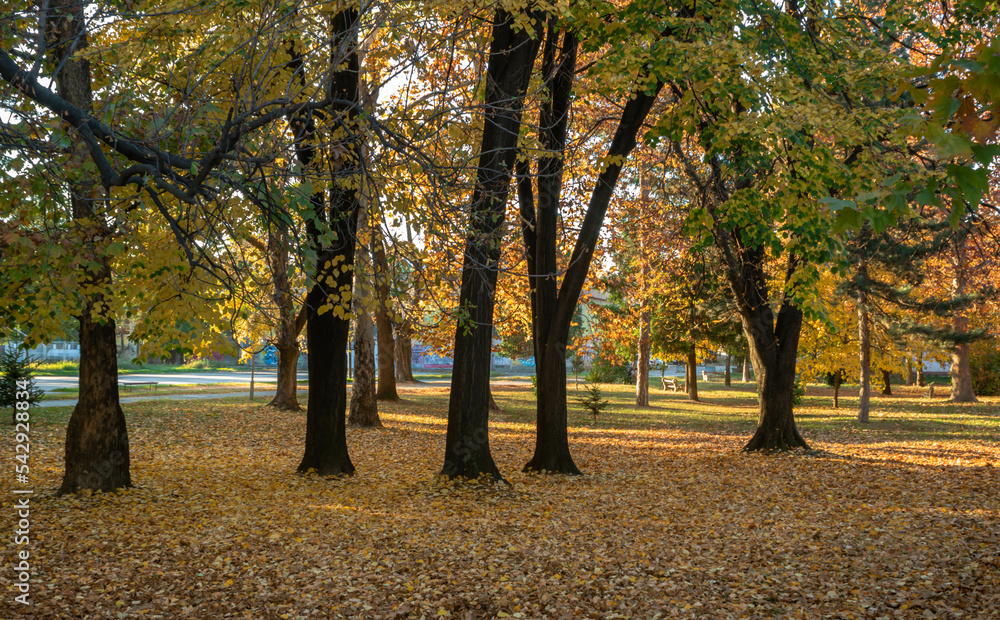 Naklejka premium Autumn trees in a city public park on a sunny day