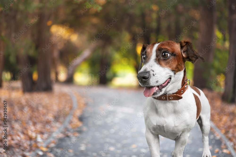 Happy cute pet domestic dog in autumn park