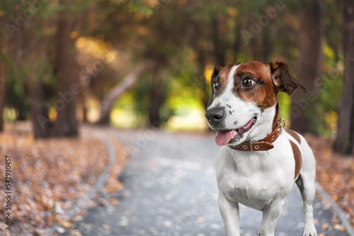 Happy cute pet domestic dog in autumn park