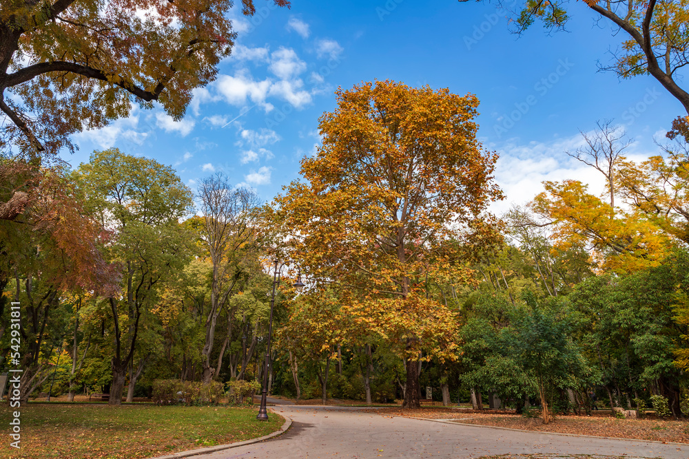 Autumn landscape - trees and fallen fall leaves in the city park