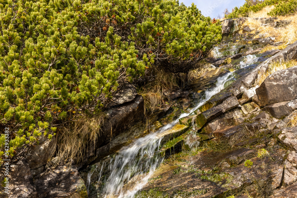 Mountain pine and spring in the Austrian Alps