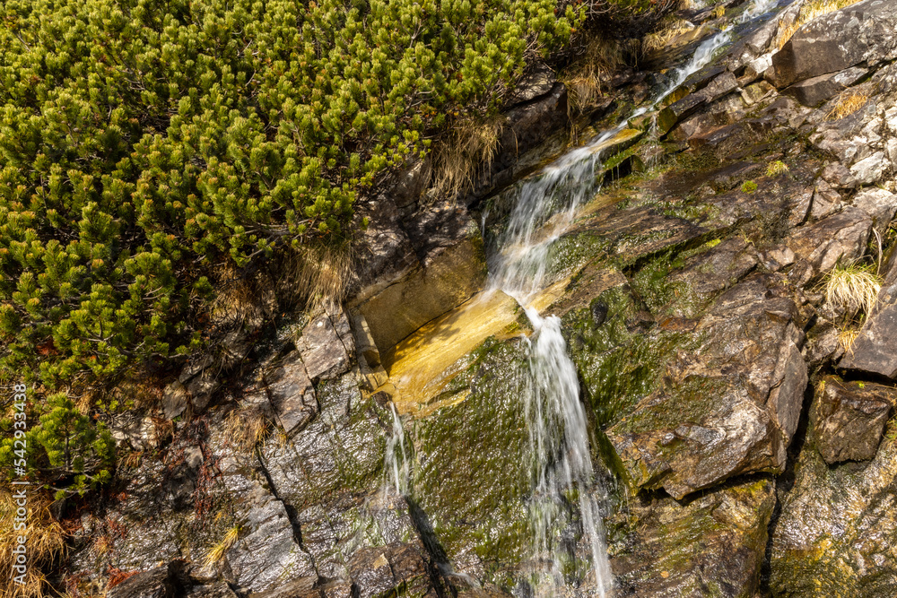 Mountain pine and spring in the Austrian Alps