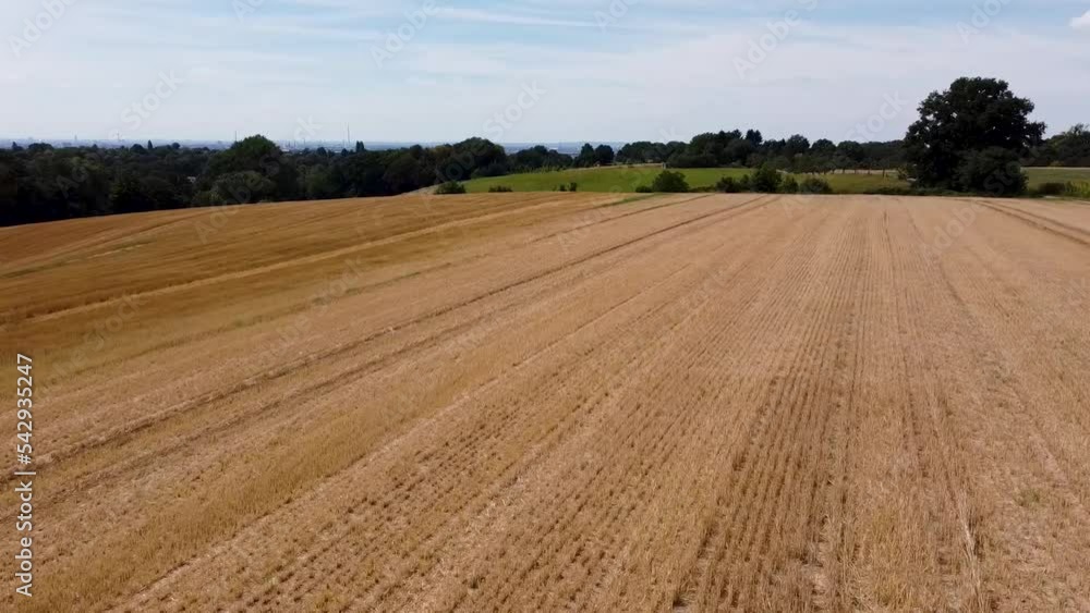 Maisfeld Feld in Leverkusen Schöne Aussicht Lützenkirchen mit Drohne Maisfeld Feld in Leverkusen Schöne Aussicht Lützenkirchen mit Drohne