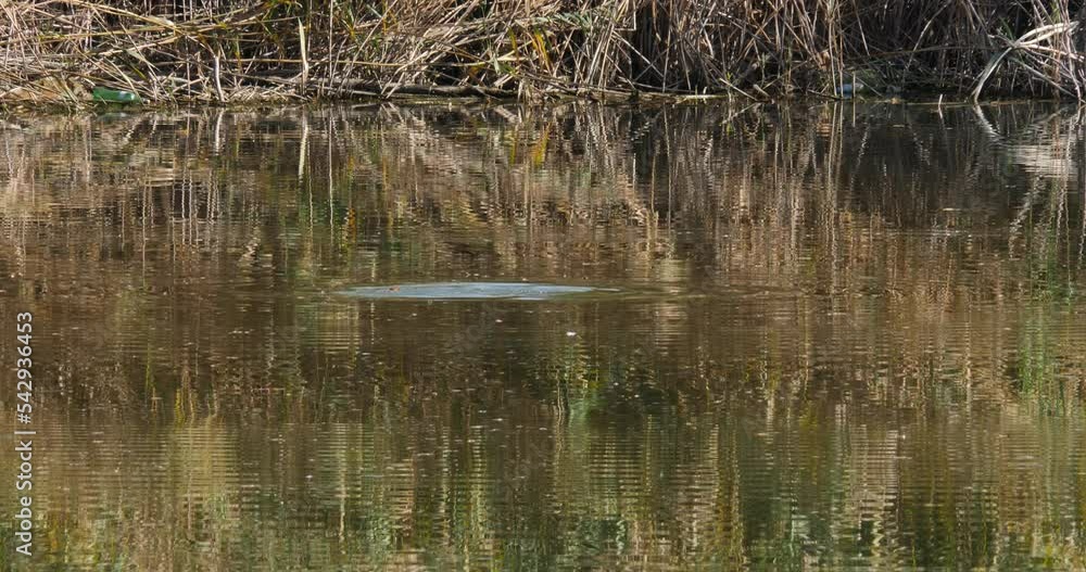 Nutria dives under water in the lake in wild nature. HQ 4K DCI video. Nutria dives under water in the lake in wild nature. HQ 4K DCI video.