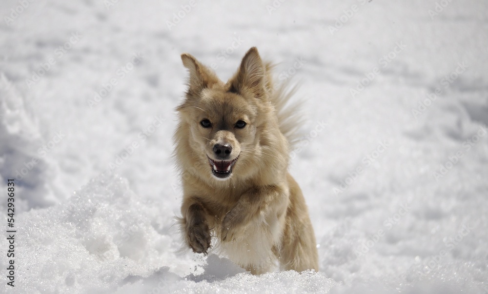 dog hund dog hund