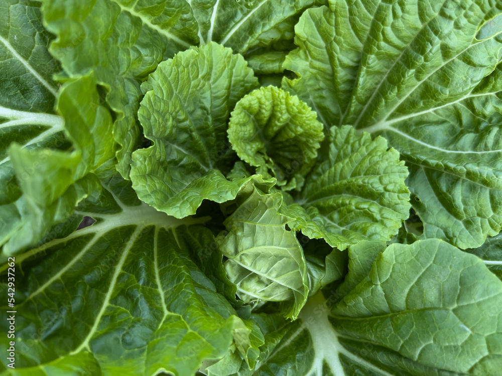 Cauliflower grows in the garden. The concept of agriculture. Cauliflower grows in the garden. The concept of agriculture.