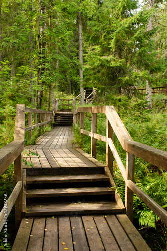 Vertical photo of a wooden bridge with steps and railings in a green forest