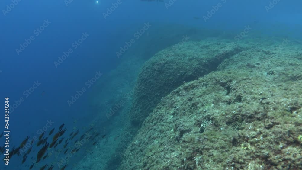 Wildlife - Comorant bird swimming in a Mediterranean reef 10 meters depth Wildlife - Comorant bird swimming in a Mediterranean reef 10 meters depth