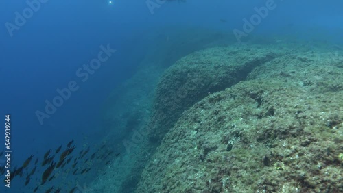 Wildlife - Comorant bird swimming in a Mediterranean reef 10 meters depth photo