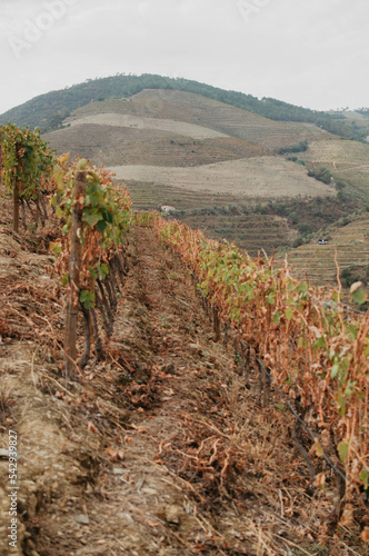 vineyard in autumn photo