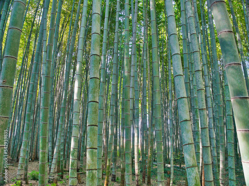 Bamboo forest background (Ecology concept and image )