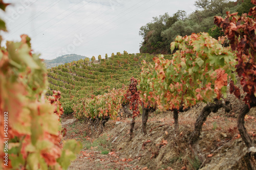 Vineyard on autumn time. Portugal photo