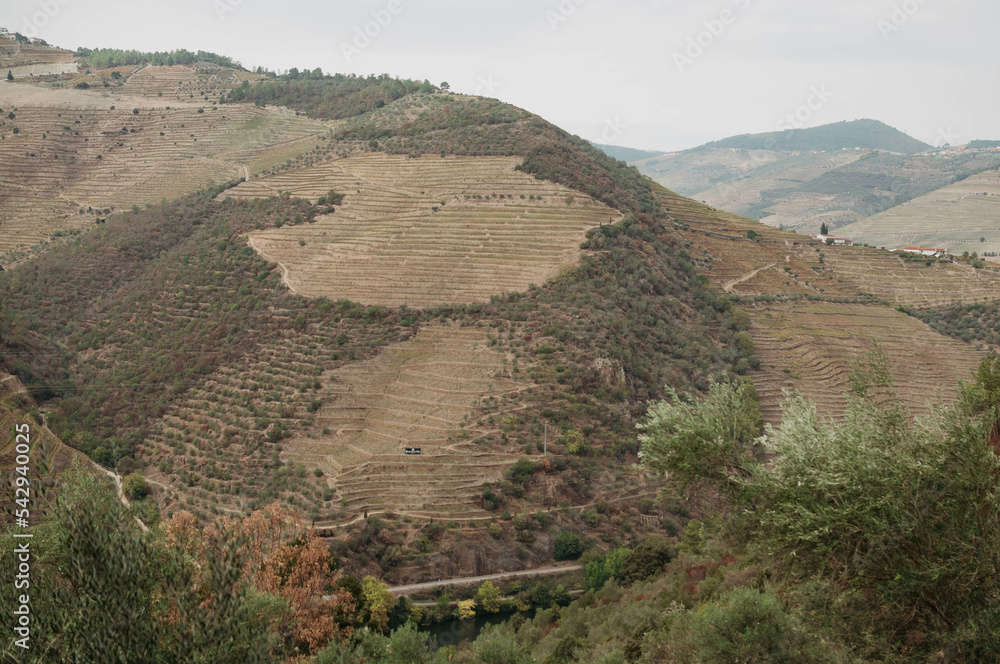 Vineyard on autumn time. Portugal