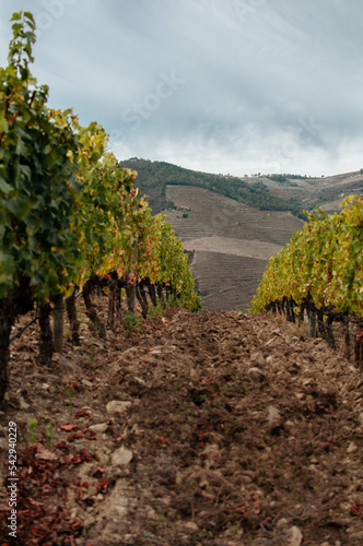 Vineyard on autumn time. Portugal photo