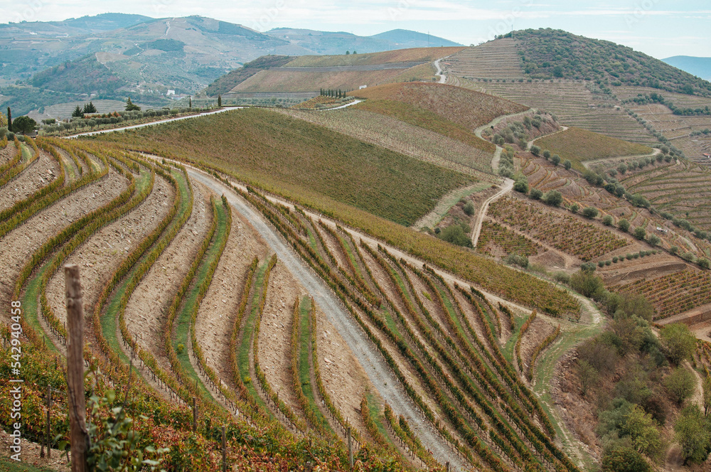 Vineyard view in Autumn