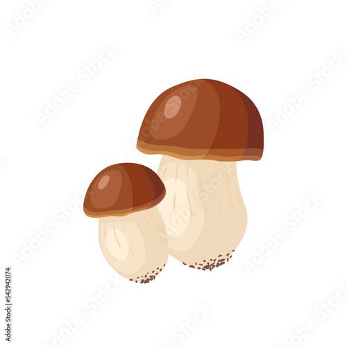 Cep, porcini edible mushroom. Vector illustration boletus edulis isolated on white background.