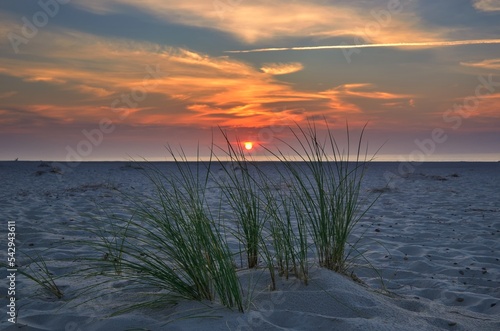 Sunset by the sea. Green grasses on the beach in Łeba in Poland in the evening scenery. © shadowmoon30