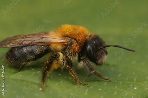 Closeup on a furry brown female grey-patched mining bee, Andrena nitida sitting on a green leaf © Henk