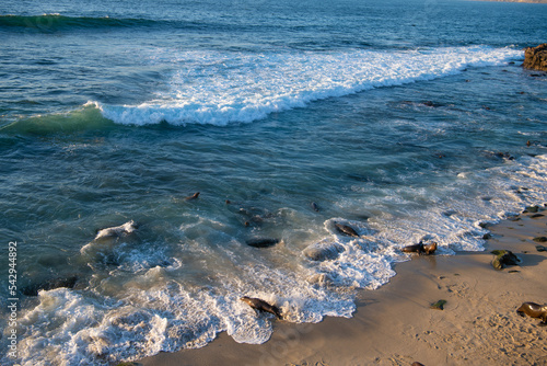 Sea shore with wild seals in natural habitat