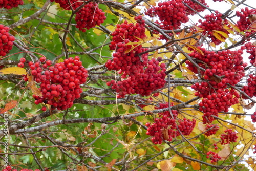 Sorbier des oiseleurs (Sorbus)  photo