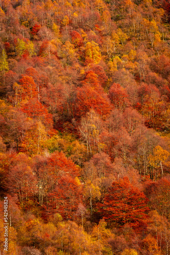 Beautiful autumnal foliage with red leaves on a mountain wood in Biella, Piedmont, Italy