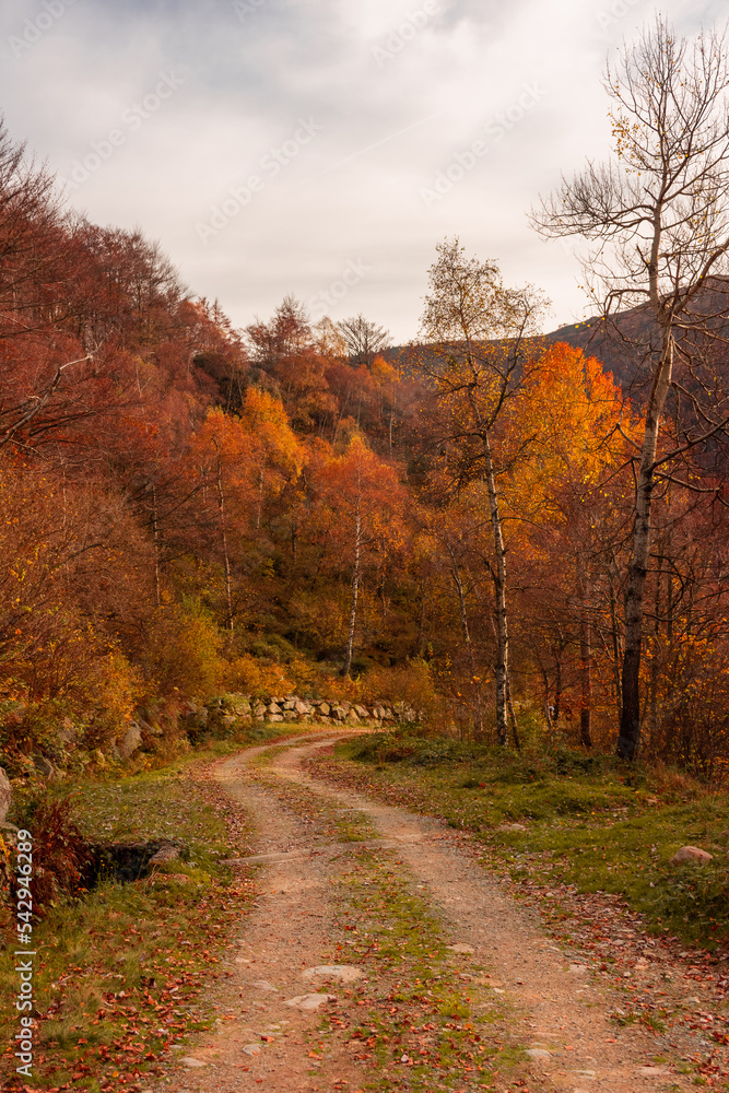 Beautiful path in the woods with autumnal foliage in the mountains of Biella, Piedmont, Italy