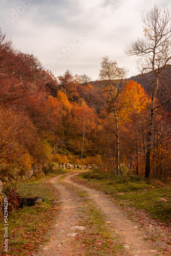 Beautiful path in the woods with autumnal foliage in the mountains of Biella, Piedmont, Italy