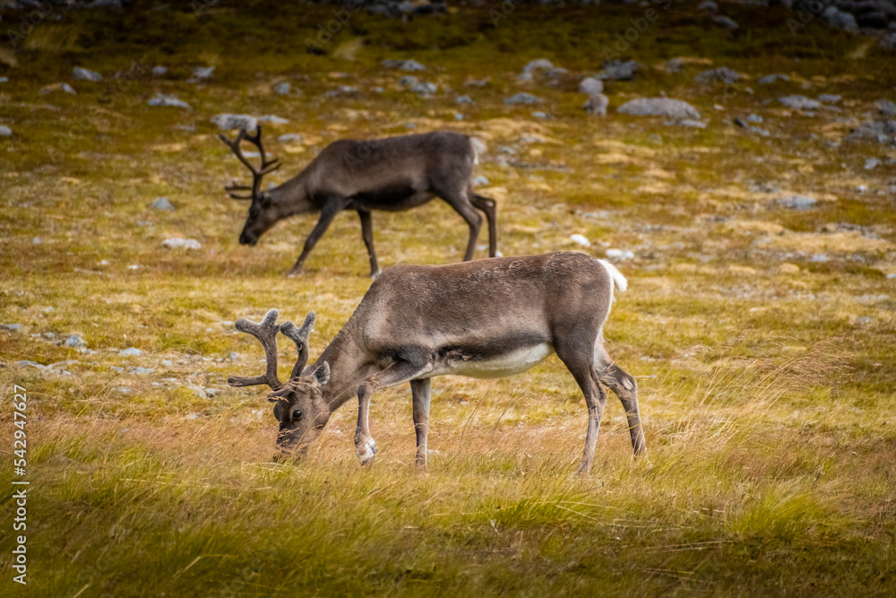 Couple of wild reindeer in the tundra of Knivskjellodden, Norway Couple of wild reindeer in the tundra of Knivskjellodden, Norway