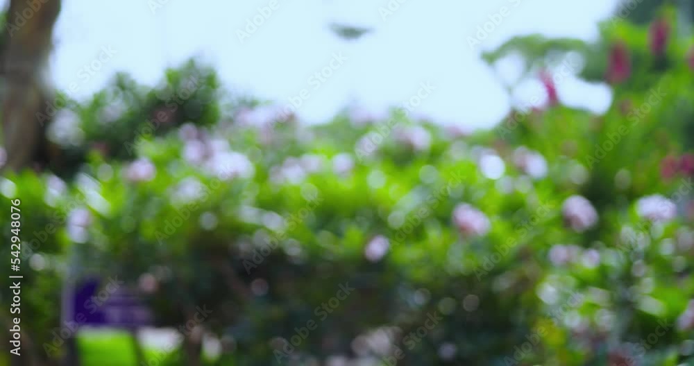 beautiful blur background, blur background, defocused, blur background, background blurry, Blurred Nature blur flowers beautiful blur background, blur background, defocused, blur background, background blurry, Blurred Nature blur flowers