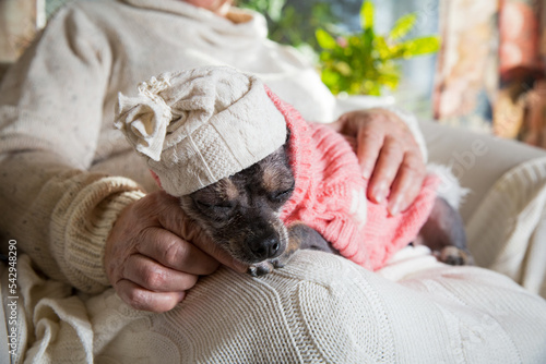 Close-up sleepy dog dressed in knitted sweater and hat on lap. Senior lady sitting in chair with blanket. Warm and cozy, time to relax when it's cold outside. 