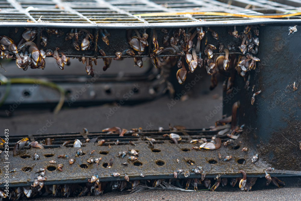 colony of young marine organisms, biofouling on floating anthropogenic ...